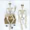 Posable Halloween Skeleton Figure Realistic Human Skeleton Decoration 3