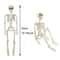 Posable Halloween Skeleton Figure Realistic Human Skeleton Decoration 5