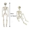 Posable Halloween Skeleton Figure Realistic Human Skeleton Decoration 5