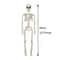 Posable Halloween Skeleton Figure Realistic Human Skeleton Decoration 6