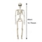 Posable Halloween Skeleton Figure Realistic Human Skeleton Decoration 6