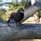 Realistic Black Crow Halloween Decoration Feather Raven Prop 2