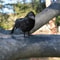 Realistic Black Crow Halloween Decoration Feather Raven Prop 2