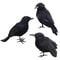 Realistic Black Crow Halloween Decoration Feather Raven Prop 3