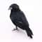 Realistic Black Crow Halloween Decoration Feather Raven Prop 7