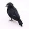Realistic Black Crow Halloween Decoration Feather Raven Prop 7