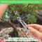 Bonsai Pruning Tool Kit Stainless Steel Precision Gardening Set 4