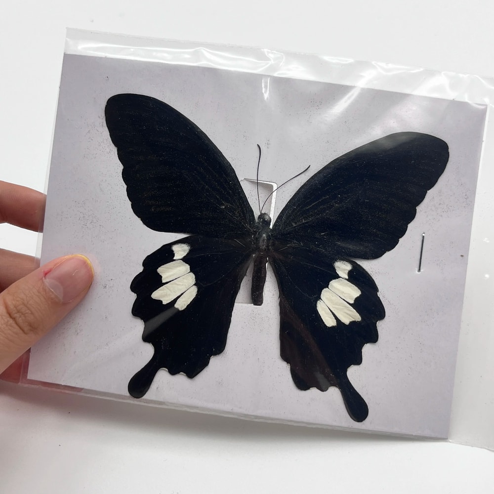 Real Butterfly Specimen Collection Natural Insect Display Decor 1
