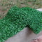 Artificial Green Wall Panel Grass Mat Decorative Faux Plant Hedge Decor 8
