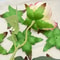 Artificial Rose Leaves Decoration Realistic Fake Rose Leaf Set For DIY Bouquets And Floral Arrangem 4