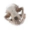 Realistic Cat Skull Model Resin Animal Skeleton Replica Decorative Display Piece 0