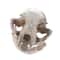 Realistic Cat Skull Model Resin Animal Skeleton Replica Decorative Display Piece 2