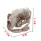 Realistic Cat Skull Model Resin Animal Skeleton Replica Decorative Display Piece 3