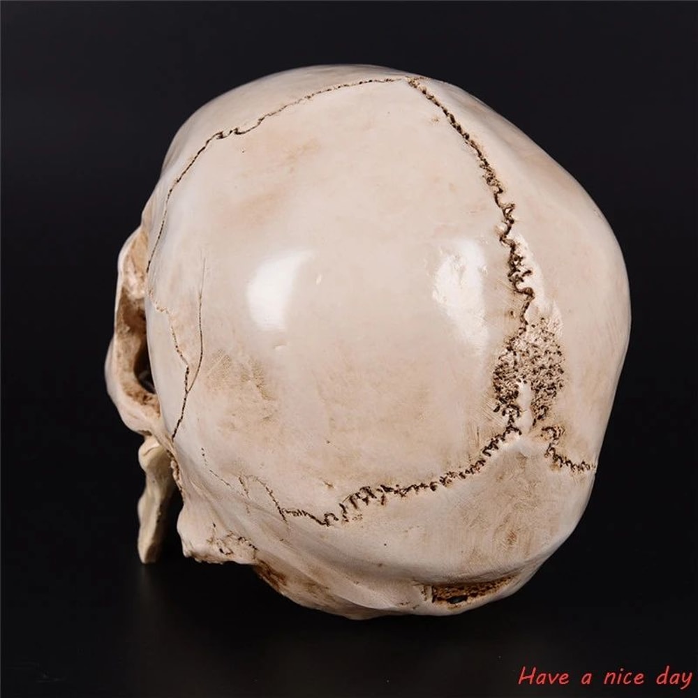 Life Size Human Skull Head Resin Model Realistic Decor 1