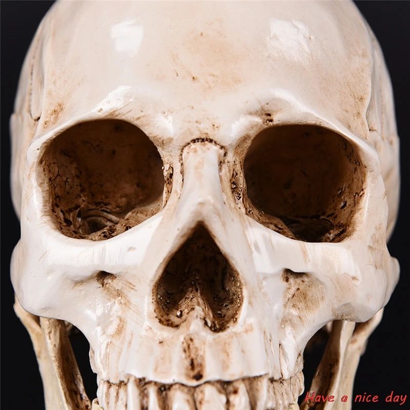 Life Size Human Skull Head Resin Model Realistic Decor 2