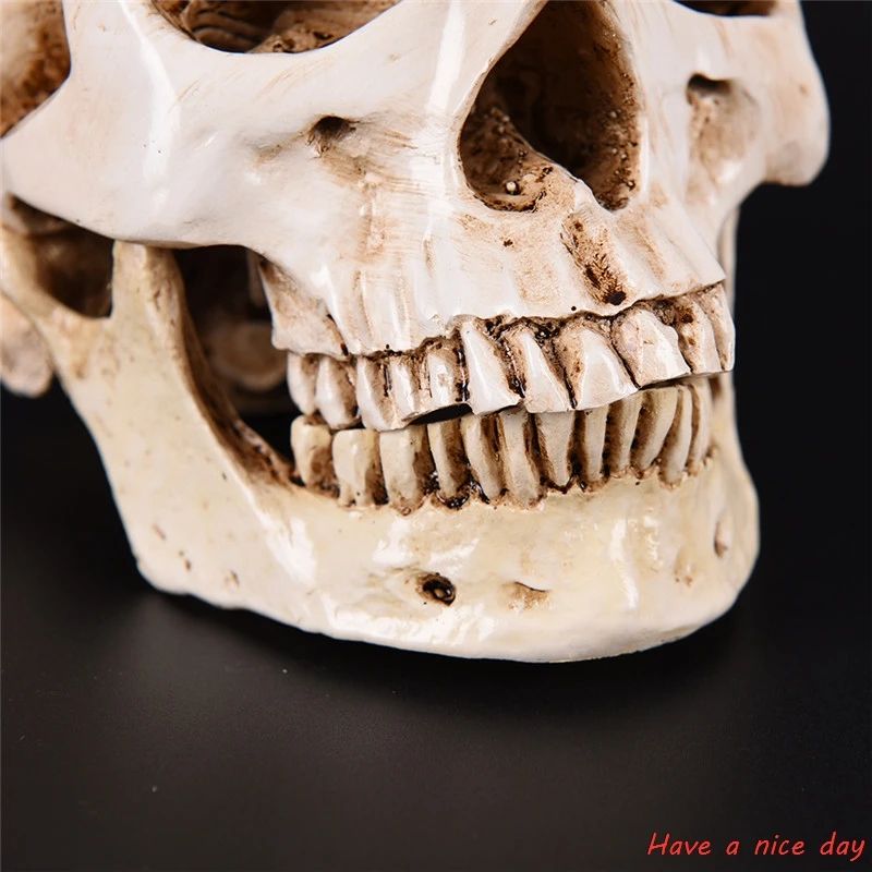 Life Size Human Skull Head Resin Model Realistic Decor 3