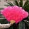 Luxury Ostrich Feather Fan Large Folding Dance Fan For Performance And Events 22