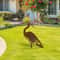 Rusted Metal Crane Garden Statue Outdoor Heron Bird Sculpture For Lawn Decor 5