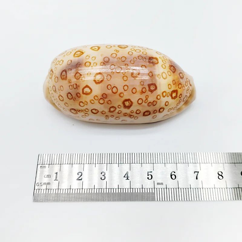 Natural Cowrie Sea Shell Set Decorative Aquarium And Coastal Home Decor Accent 5