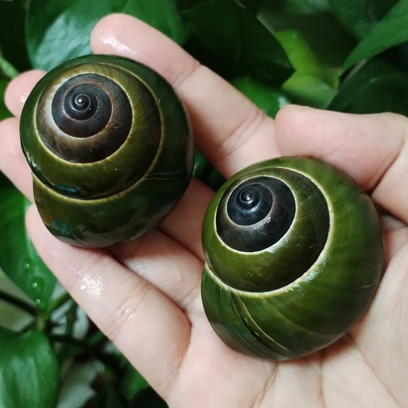 Natural Green Jade Snail Shell Aquarium Decor For Fish Tank Landscaping 1