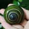 Natural Green Jade Snail Shell Aquarium Decor For Fish Tank Landscaping 2