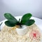 Artificial Orchid Leaves Realistic Phalaenopsis Plant Greenery Decor 7