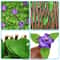 Expandable Artificial Ivy Privacy Fence Balcony Garden Decorative Screen 2