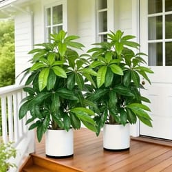 artificial money tree palm realistic large indoor outdoor plant decor