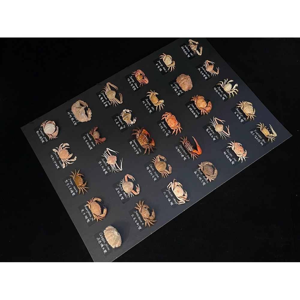 Real Crab Specimen Display Collectible Ocean Decor Desk Ornament 1