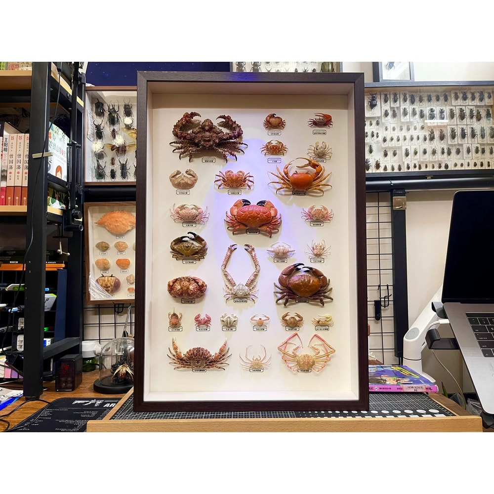 Real Crab Specimen Display Collectible Ocean Decor Desk Ornament 0