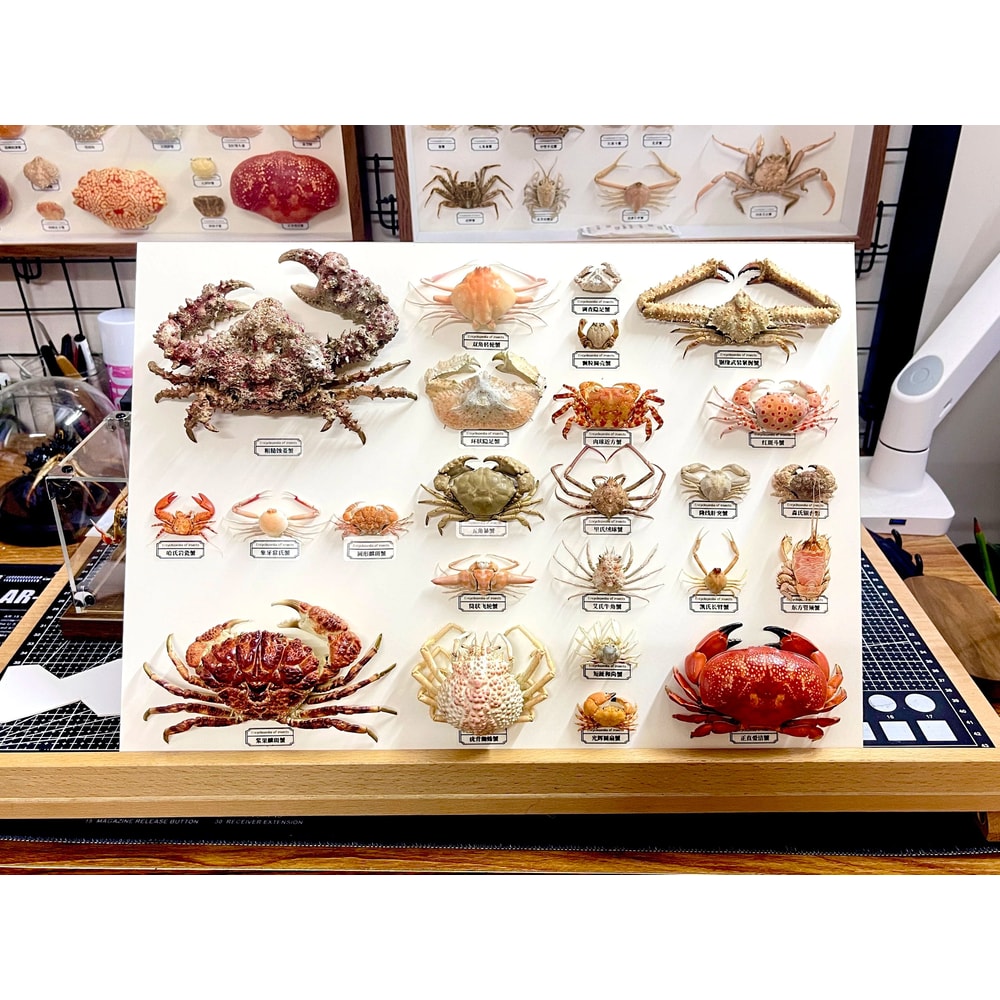Real Crab Specimen Display Collectible Ocean Decor Desk Ornament 2