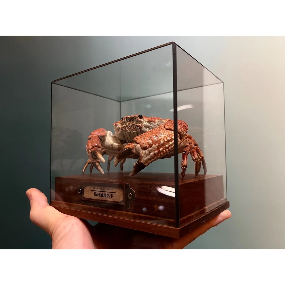 Real Crab Specimen Display Collectible Ocean Decor Desk Ornament 13