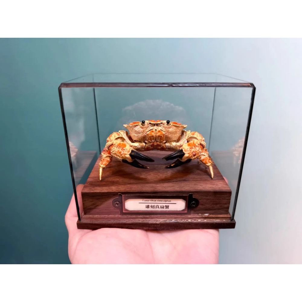 Real Crab Specimen Display Collectible Ocean Decor Desk Ornament 14