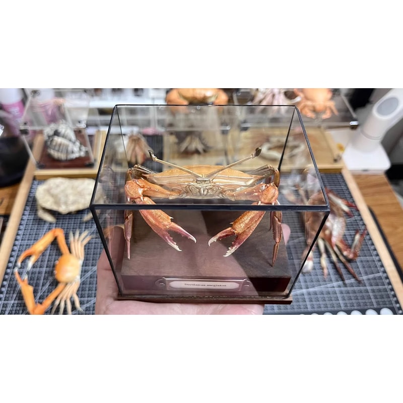 Real Crab Specimen Display Collectible Ocean Decor Desk Ornament 15