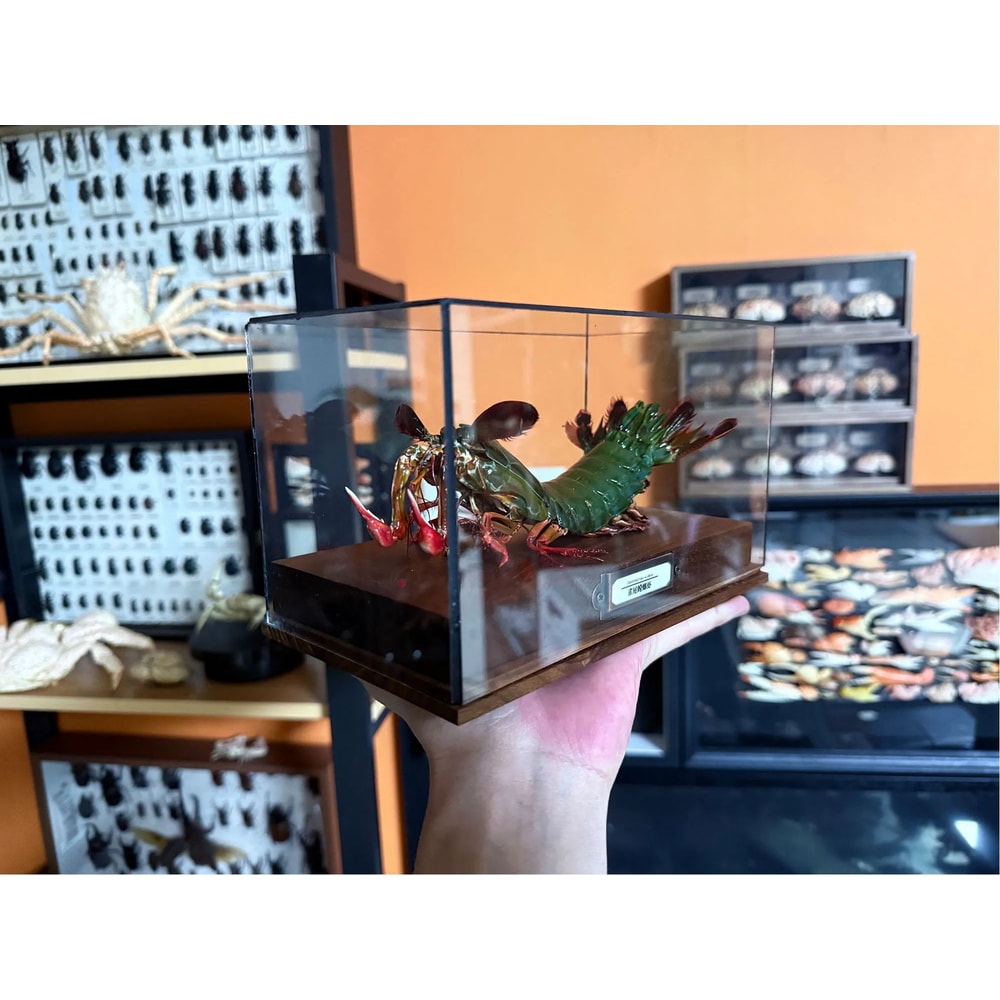 Real Crab Specimen Display Collectible Ocean Decor Desk Ornament 5