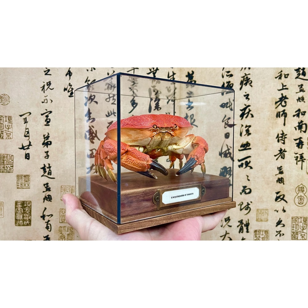 Real Crab Specimen Display Collectible Ocean Decor Desk Ornament 6