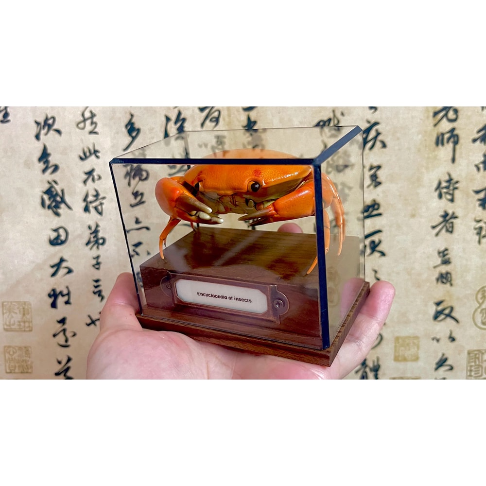 Real Crab Specimen Display Collectible Ocean Decor Desk Ornament 7