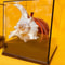 Real Crab Specimen Display Collectible Ocean Decor Desk Ornament 10