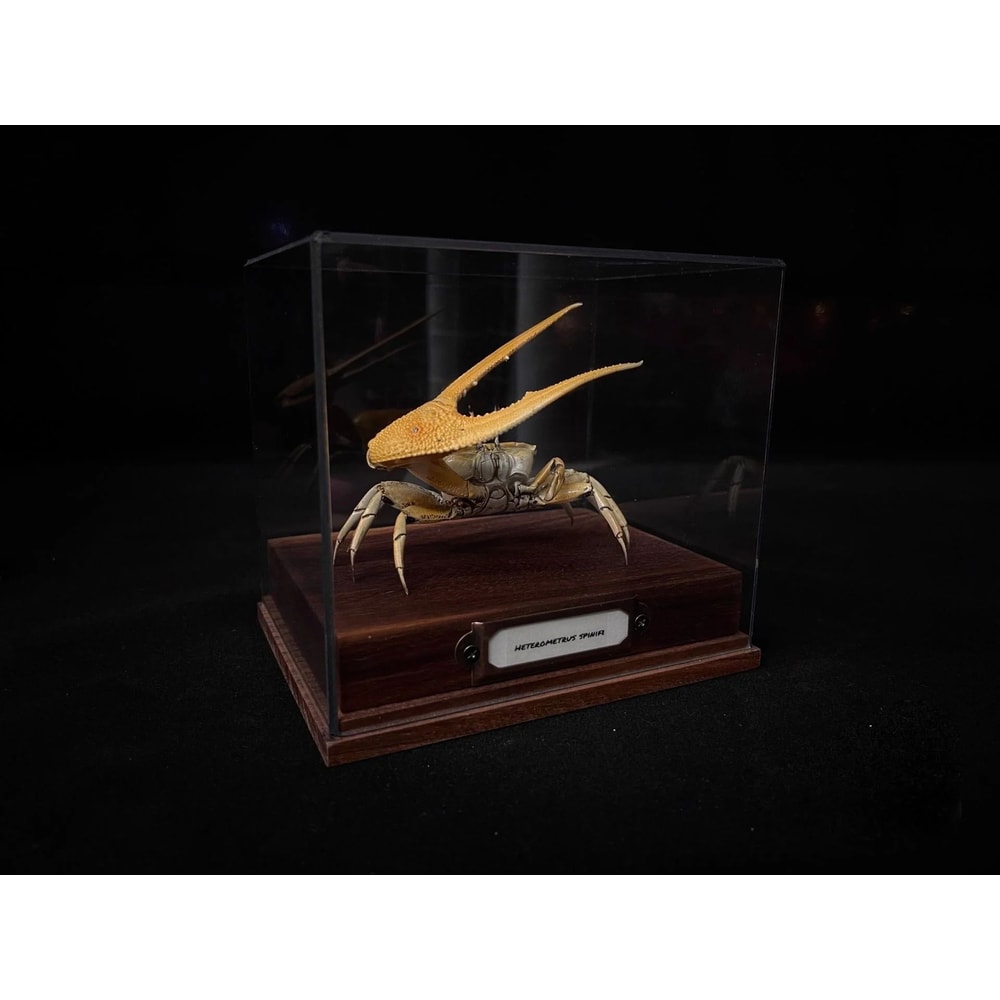Real Crab Specimen Display Collectible Ocean Decor Desk Ornament 11