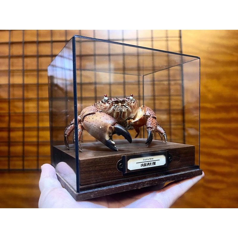 Real Crab Specimen Display Collectible Ocean Decor Desk Ornament 12