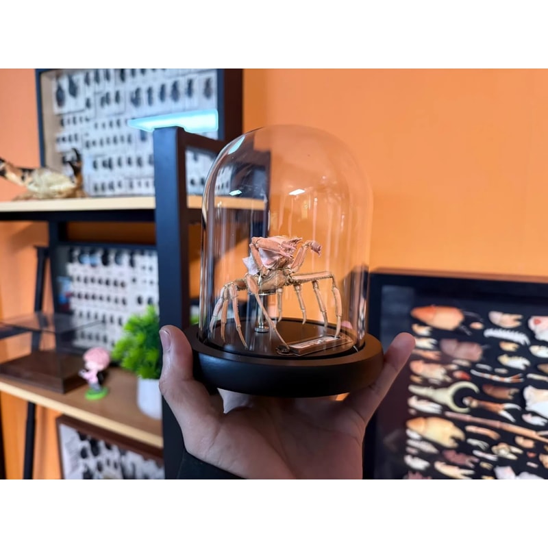 Real Crab Specimen Display Collectible Ocean Decor Desk Ornament 16