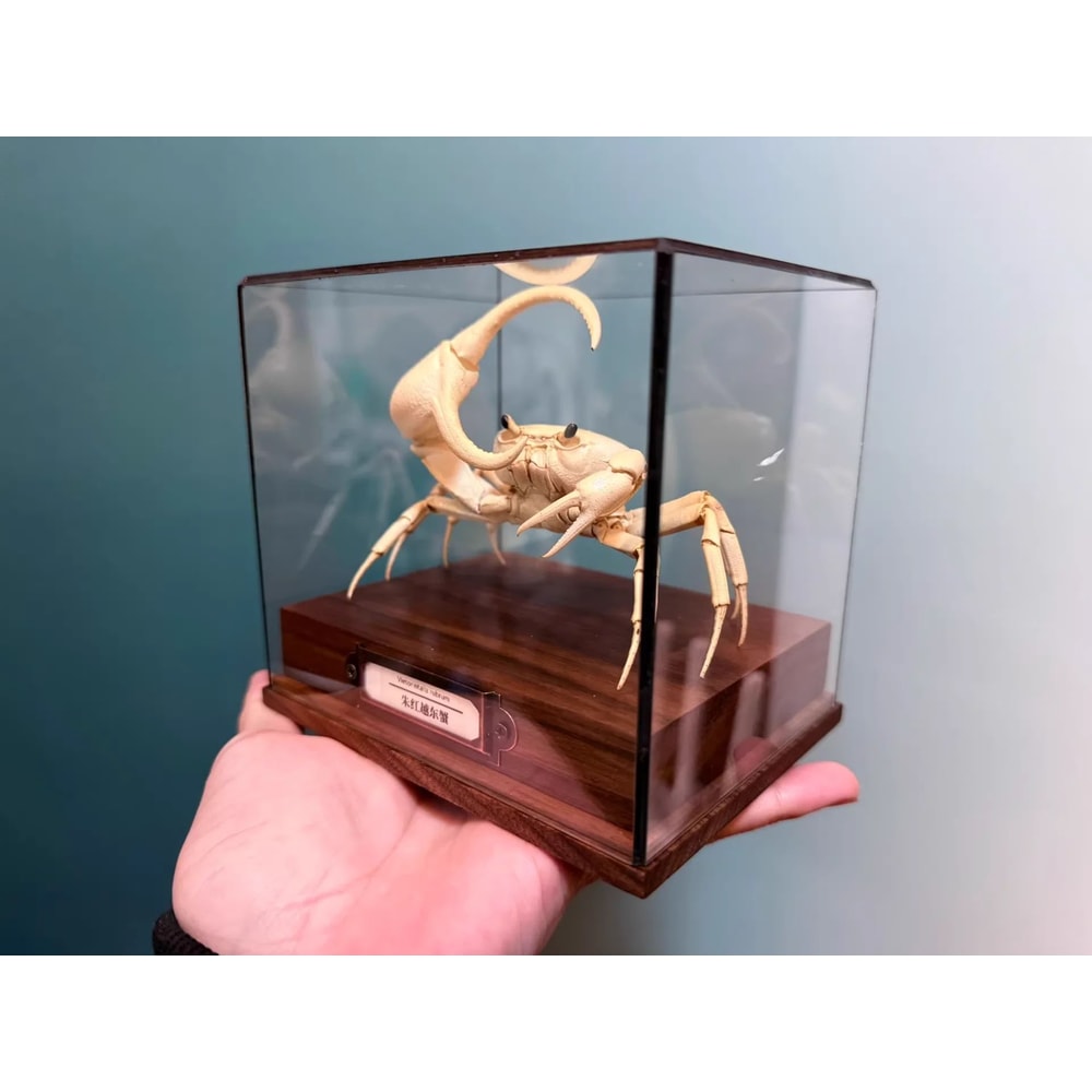 Real Crab Specimen Display Collectible Ocean Decor Desk Ornament 17