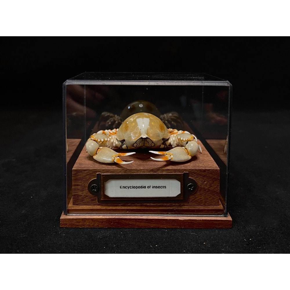 Real Crab Specimen Display Collectible Ocean Decor Desk Ornament 18