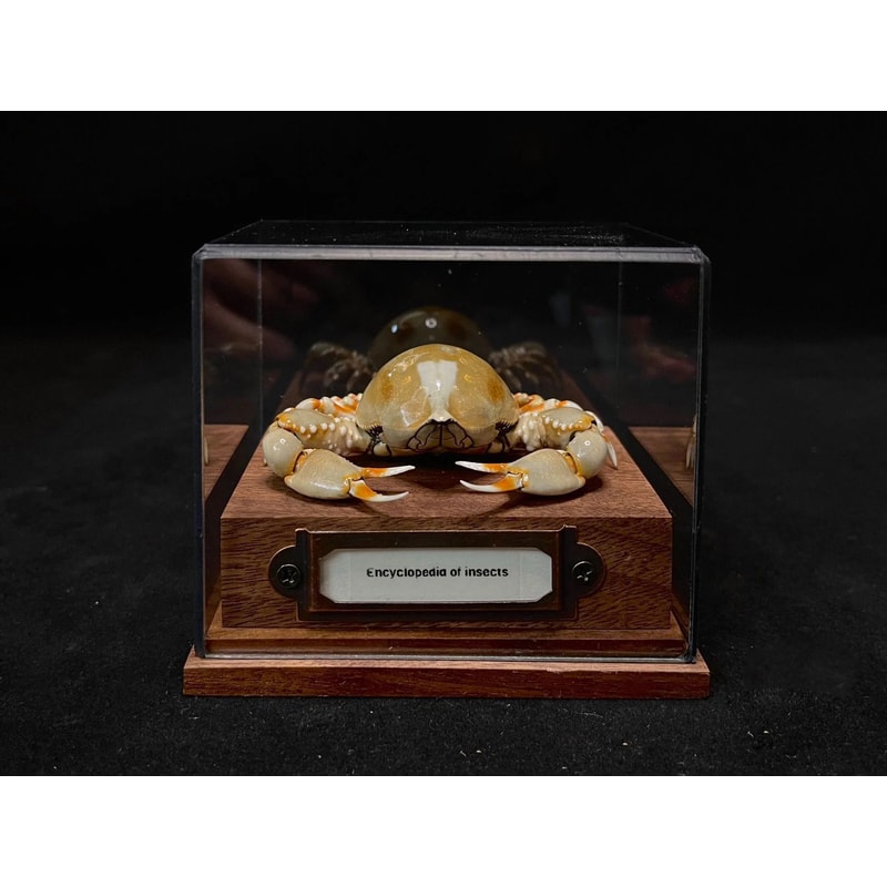 Real Crab Specimen Display Collectible Ocean Decor Desk Ornament 18