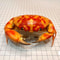 Real Crab Specimen Display Collectible Ocean Decor Desk Ornament 20