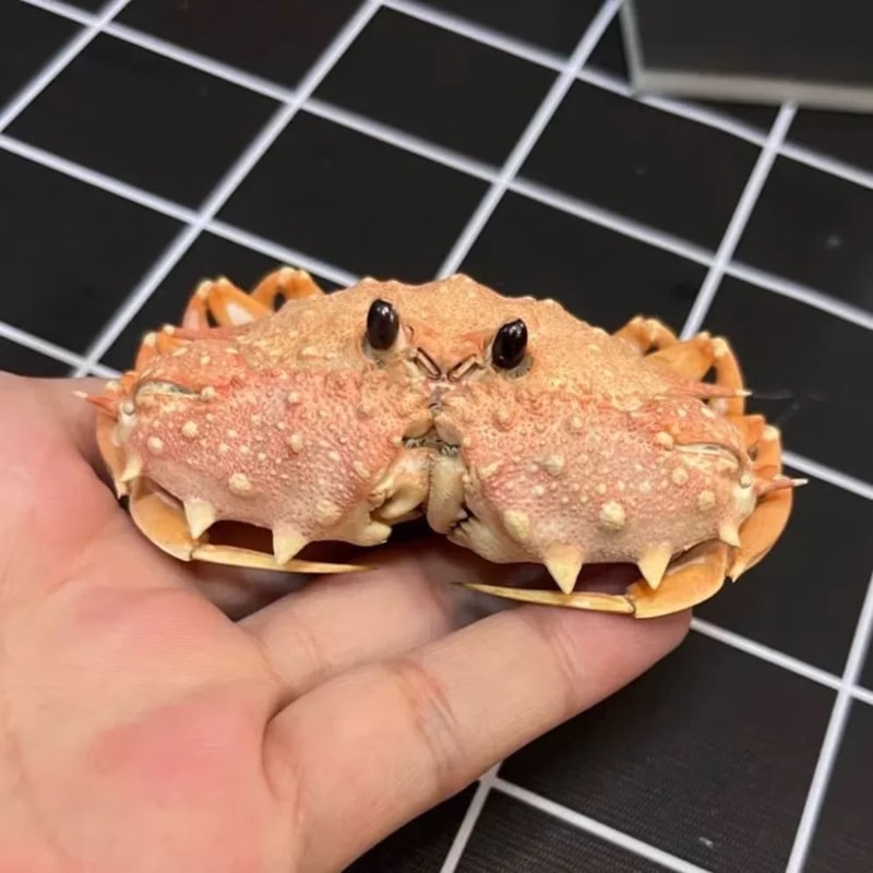 Real Crab Specimen Display Collectible Ocean Decor Desk Ornament 21