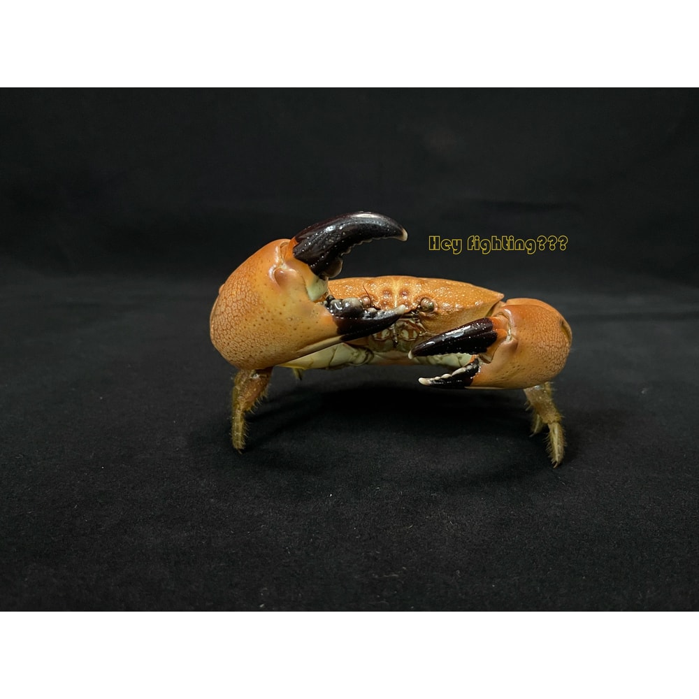 Real Crab Specimen Display Collectible Ocean Decor Desk Ornament 22