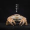 Real Crab Specimen Display Collectible Ocean Decor Desk Ornament 24