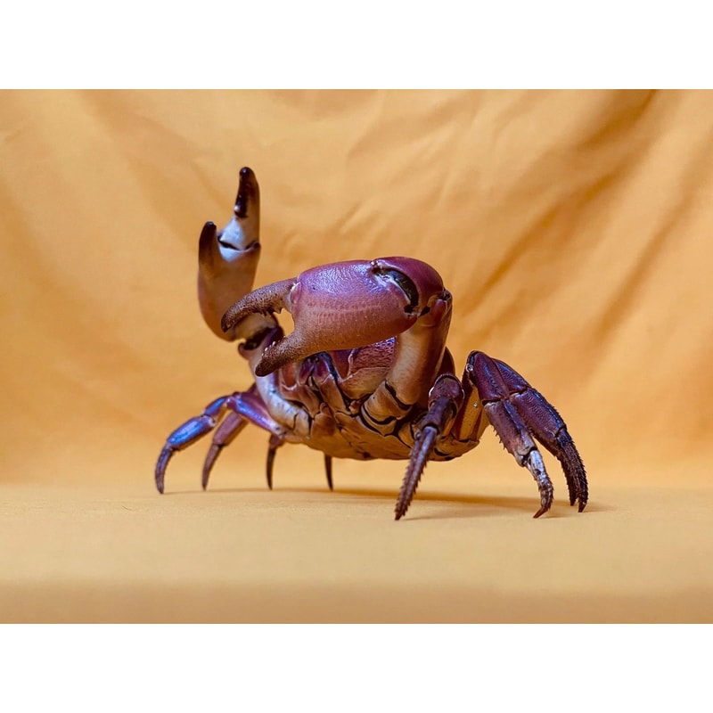 Real Crab Specimen Display Collectible Ocean Decor Desk Ornament 25
