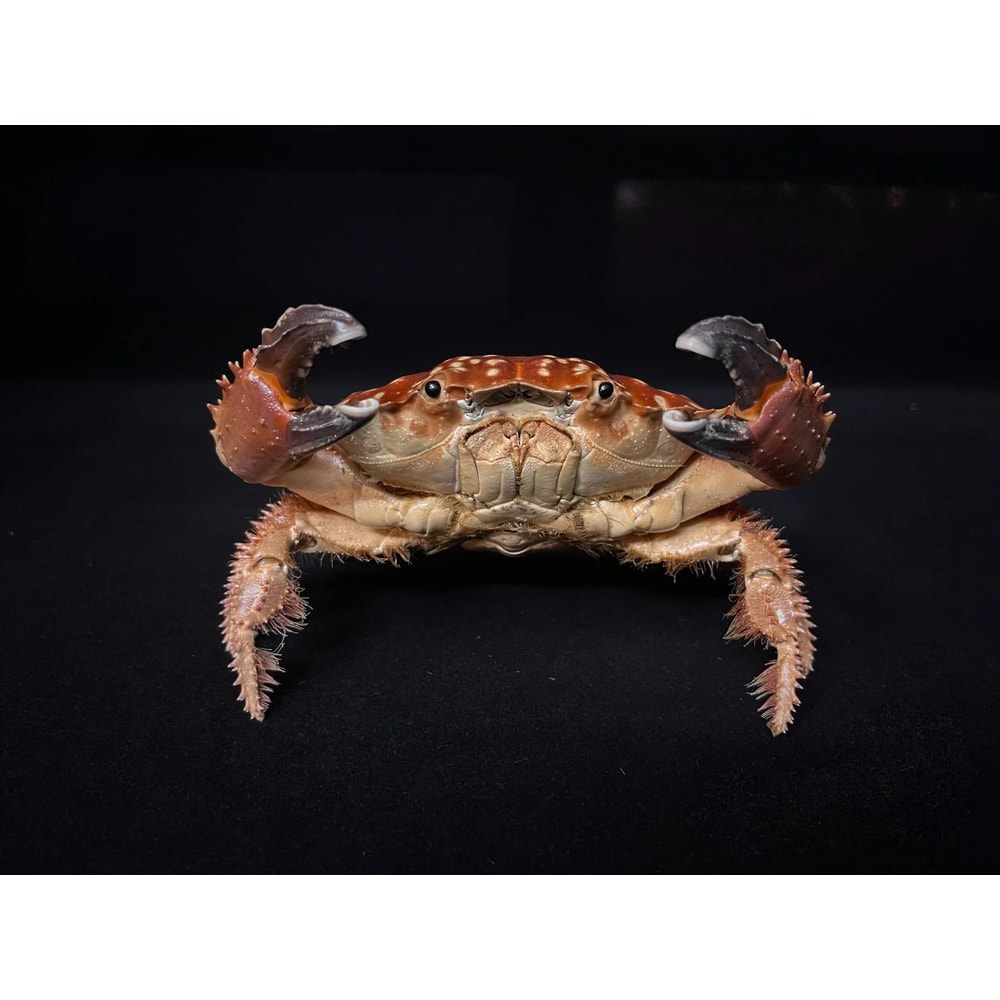 Real Crab Specimen Display Collectible Ocean Decor Desk Ornament 26
